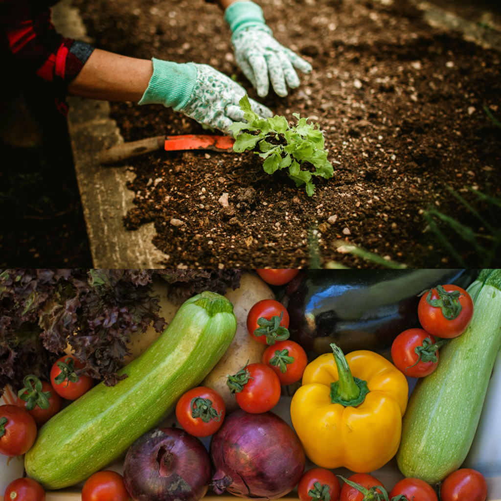 veggies (1)